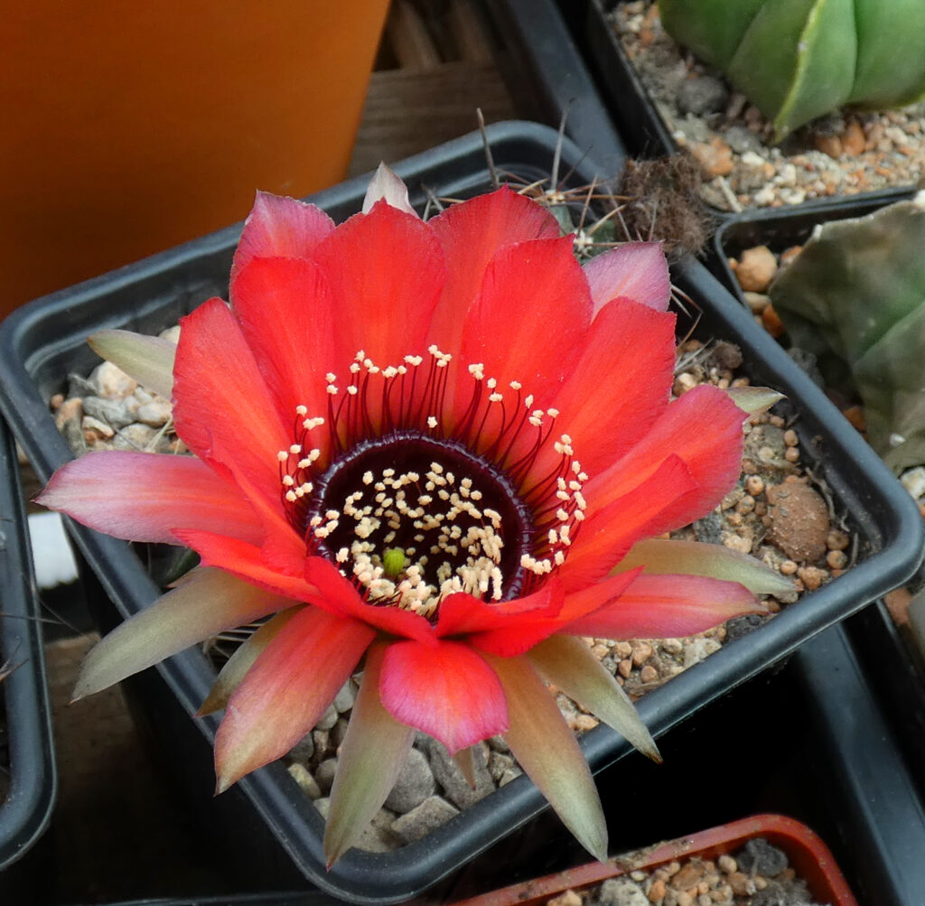 When did christmas cacti enter ireland