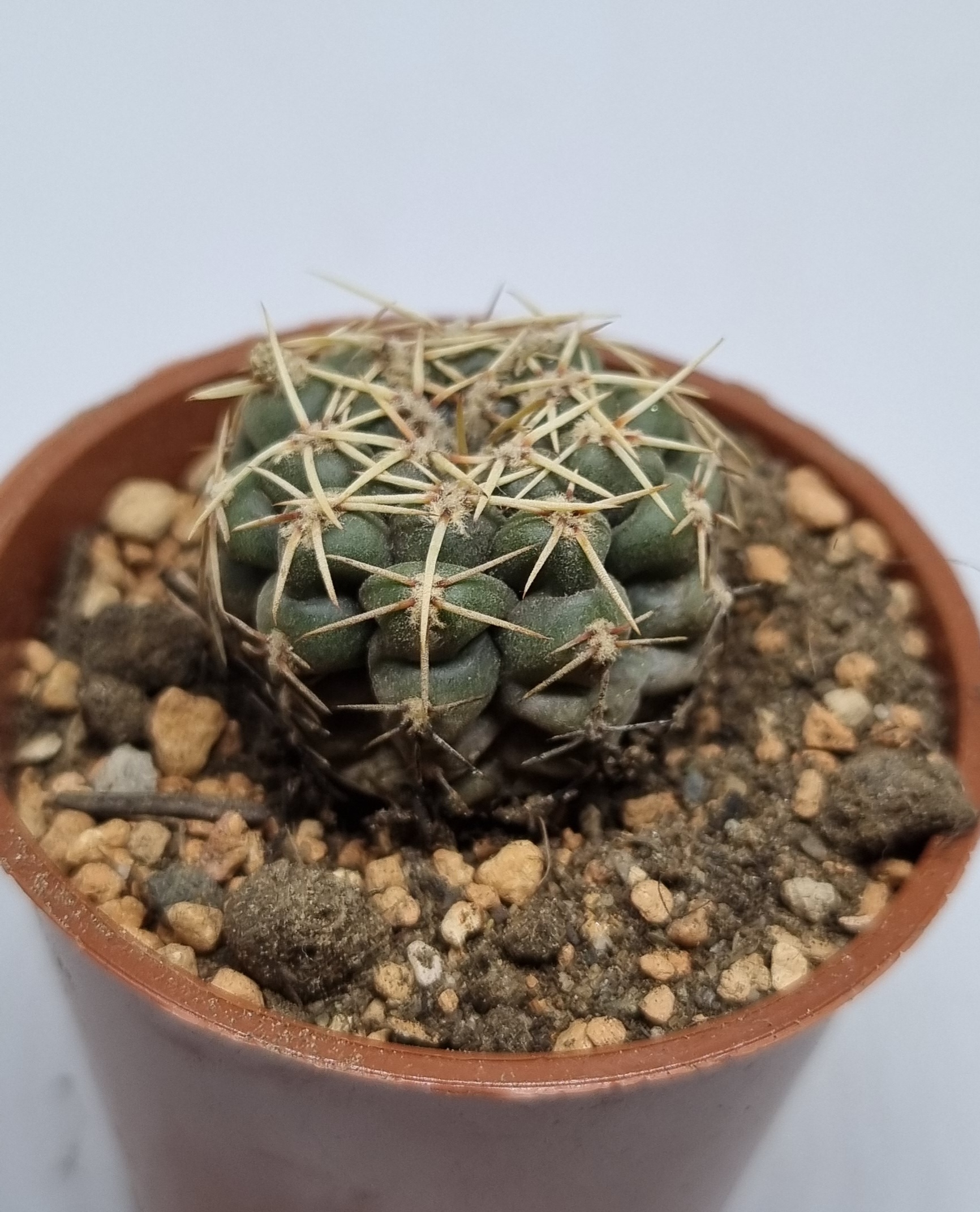 Rebutia Miniscula Cactus – Live Plant In 2.5" Pot, Full Sun, Low Water