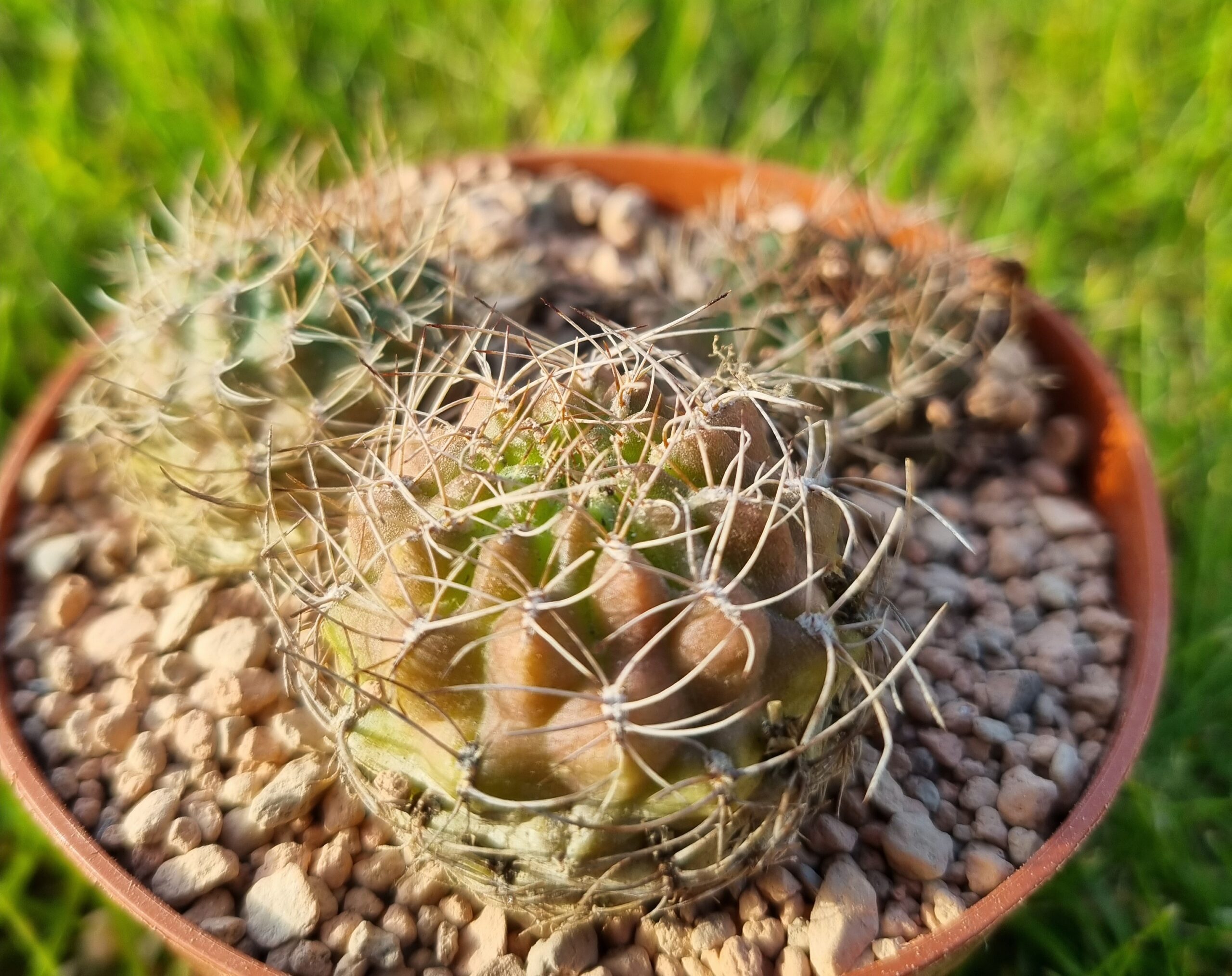 Sulcorebutia Muschii - Cacti Ireland