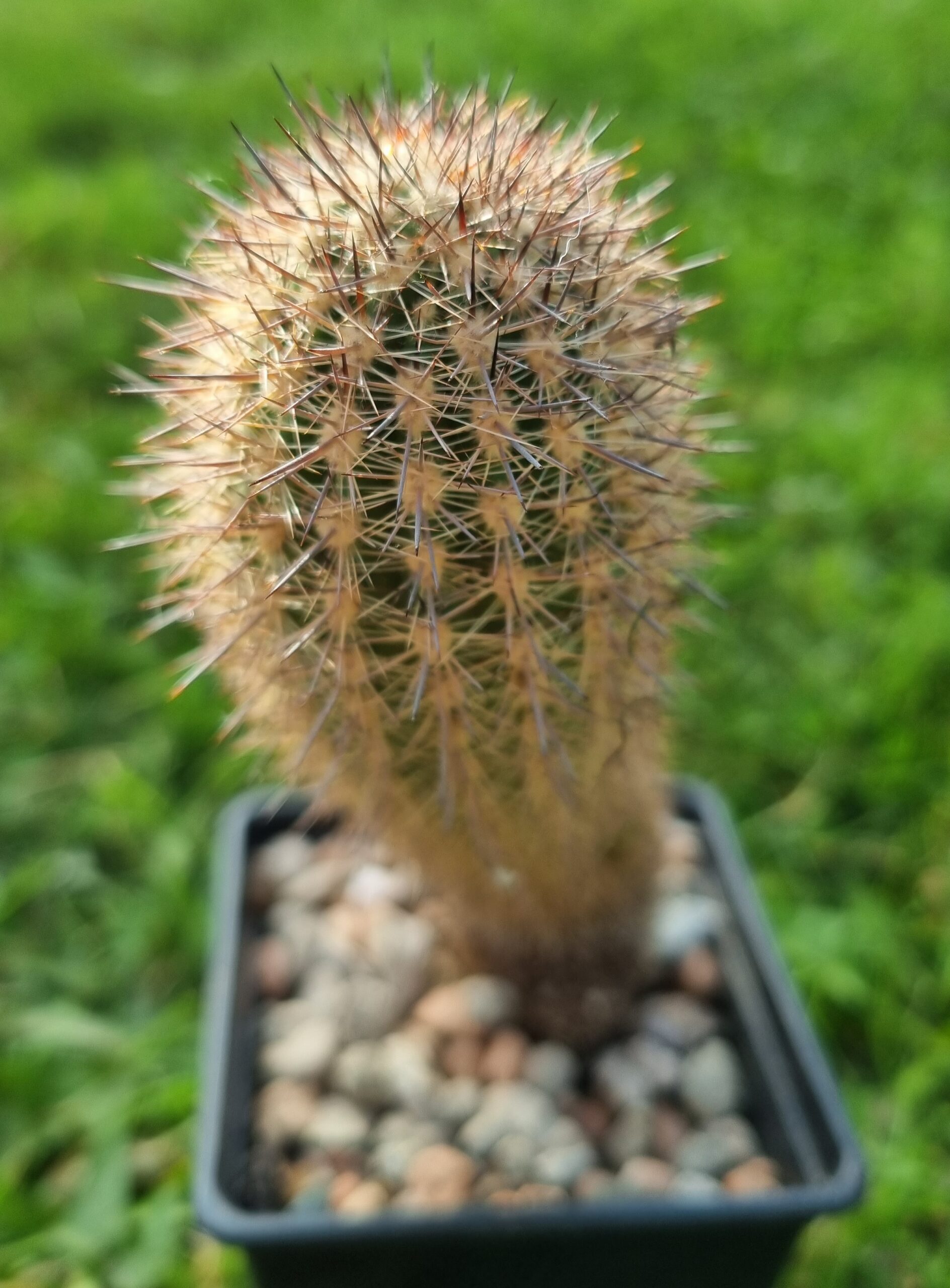 Oreocereus Hempelianus - Cacti Ireland