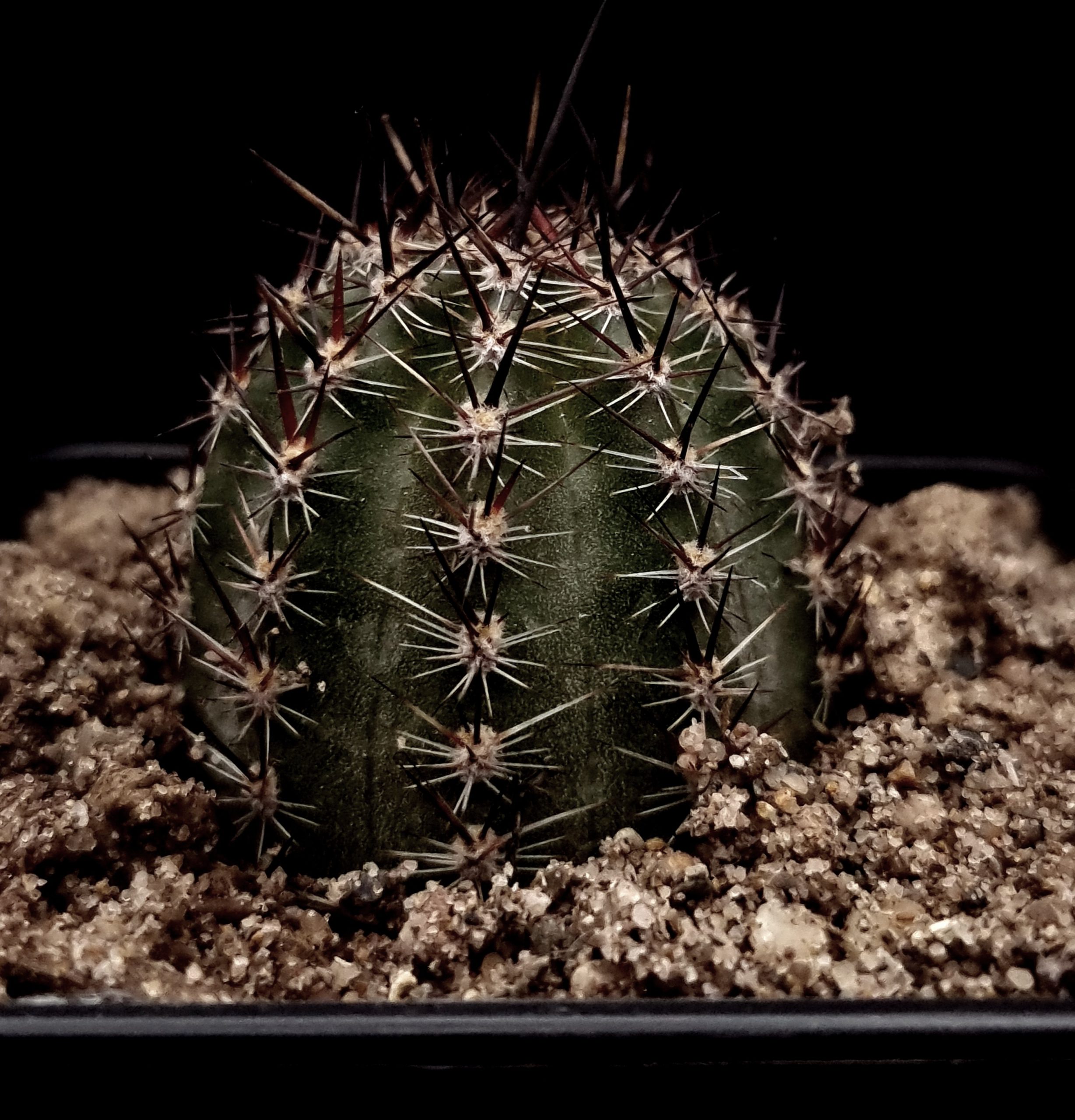 Lobivia aurea v. dobeana - Cacti Ireland