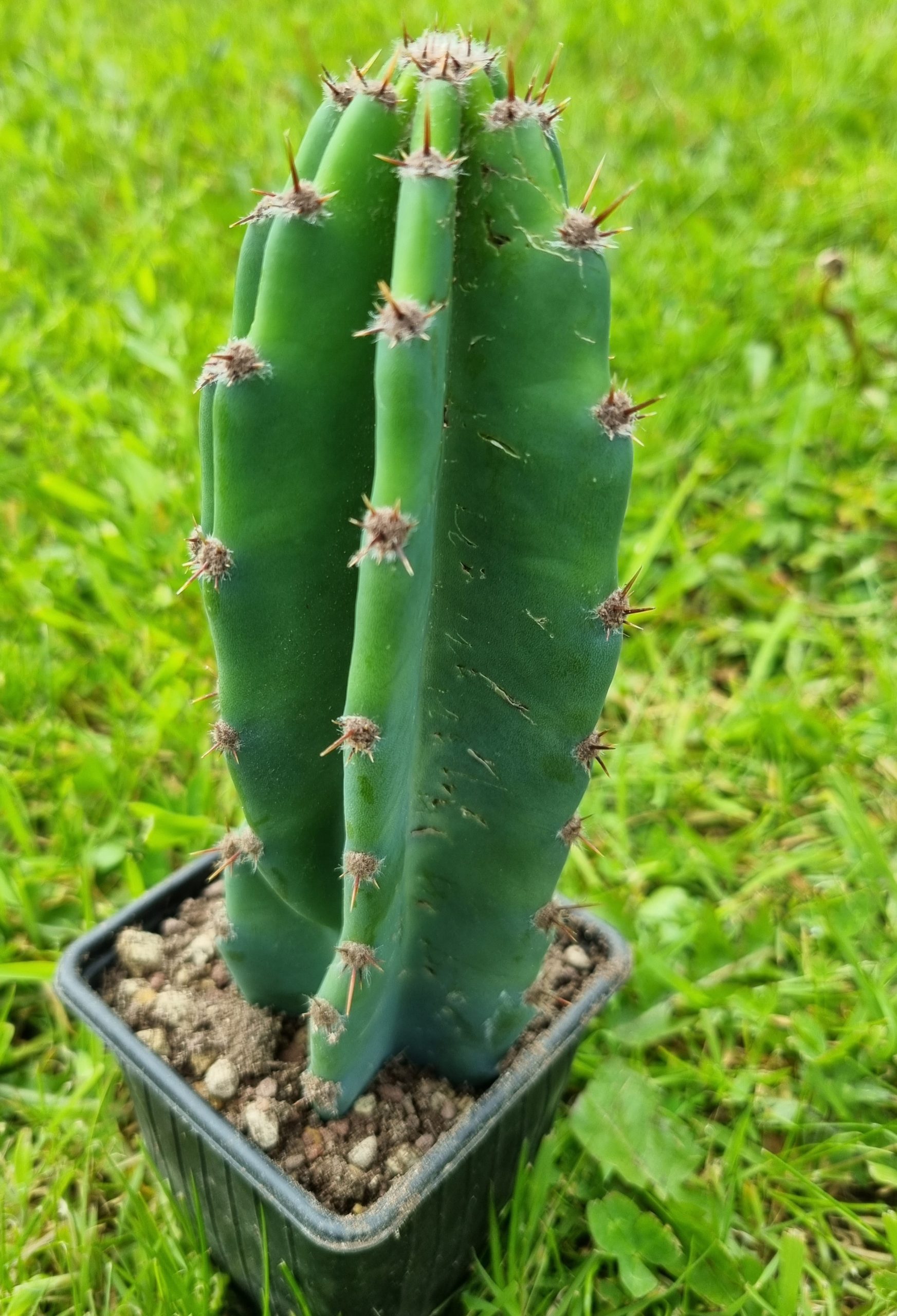 Cereus Peruvianus - Cacti Ireland