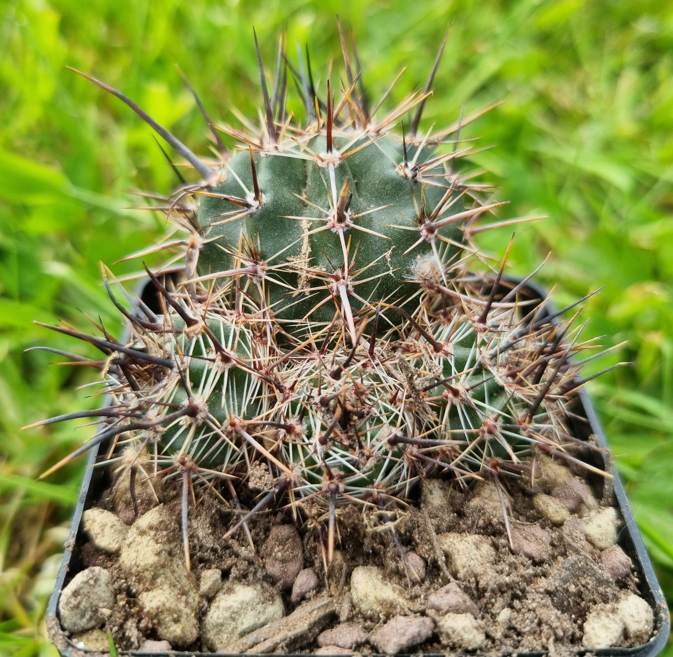 Lobivia Aurea v. Albiflora - Cacti Ireland