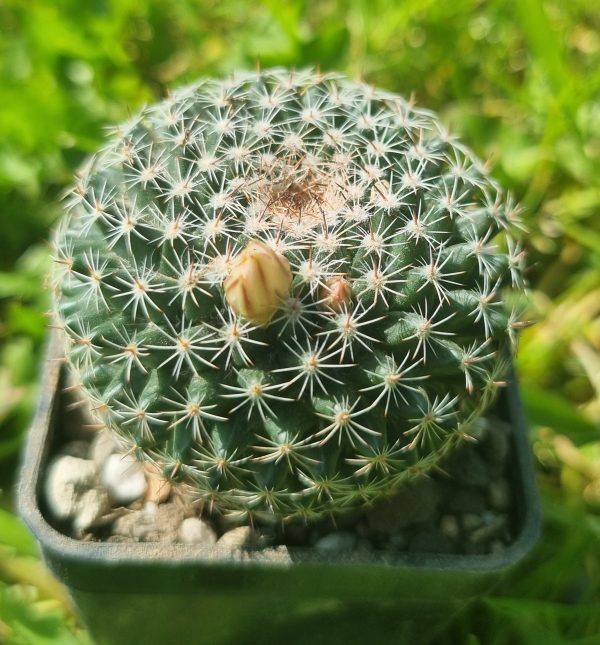 Mammillaria Heyderi Hemisphaerica - Cacti Ireland