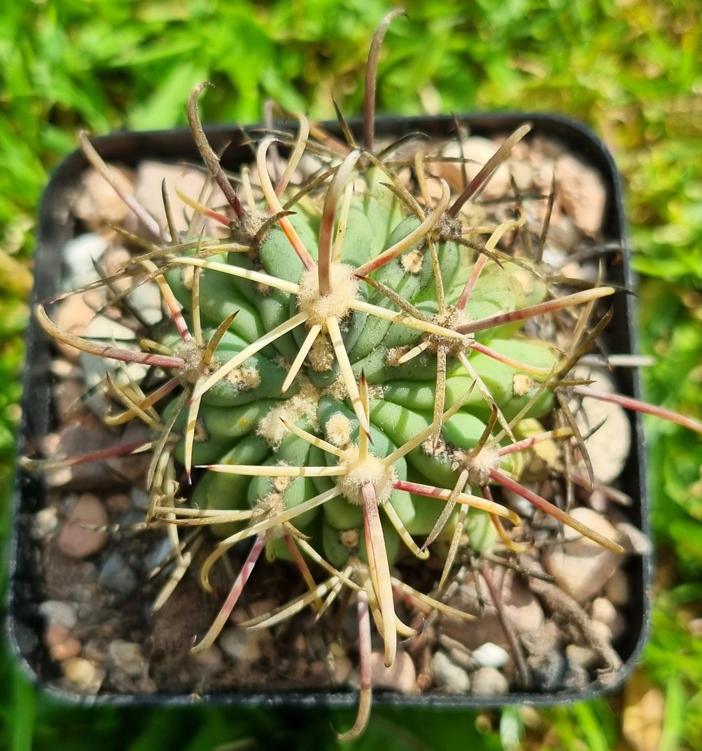 Ancistrocactus Mathssonii - Cacti Ireland