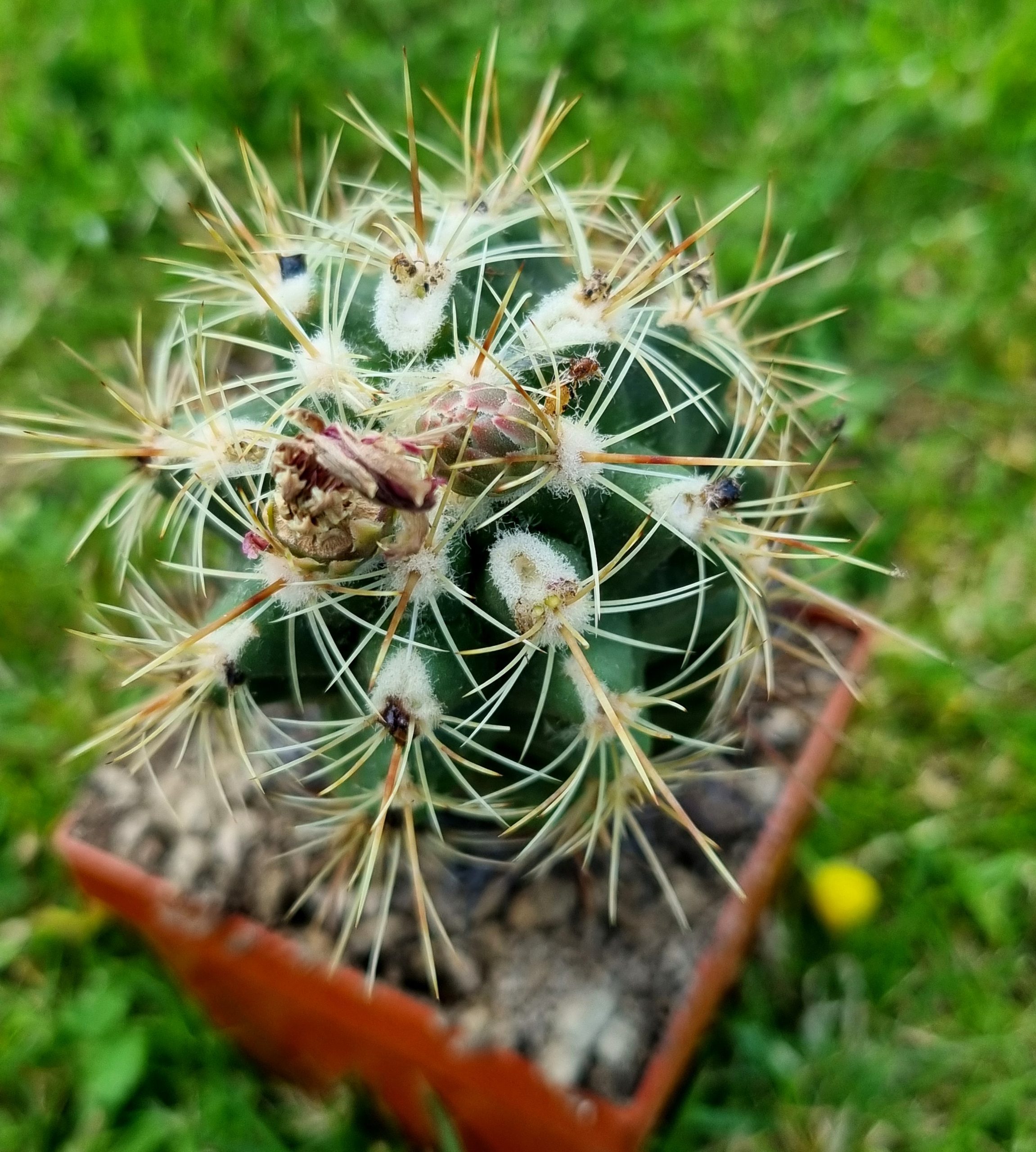 Thelocactus Bicolor - Cacti Ireland