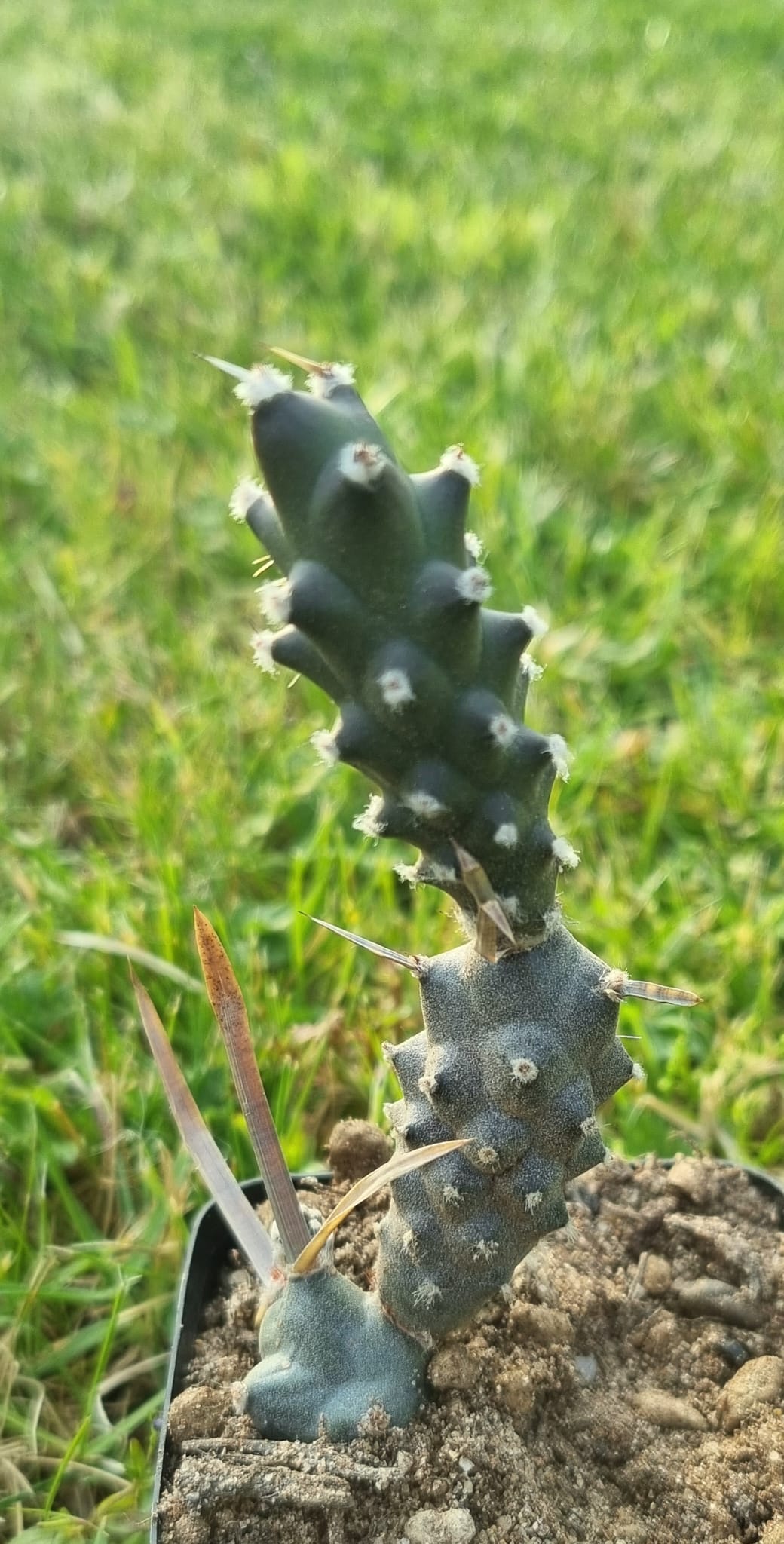 Tephrocactus Articulatus var. Papyracanthus - Cacti Ireland