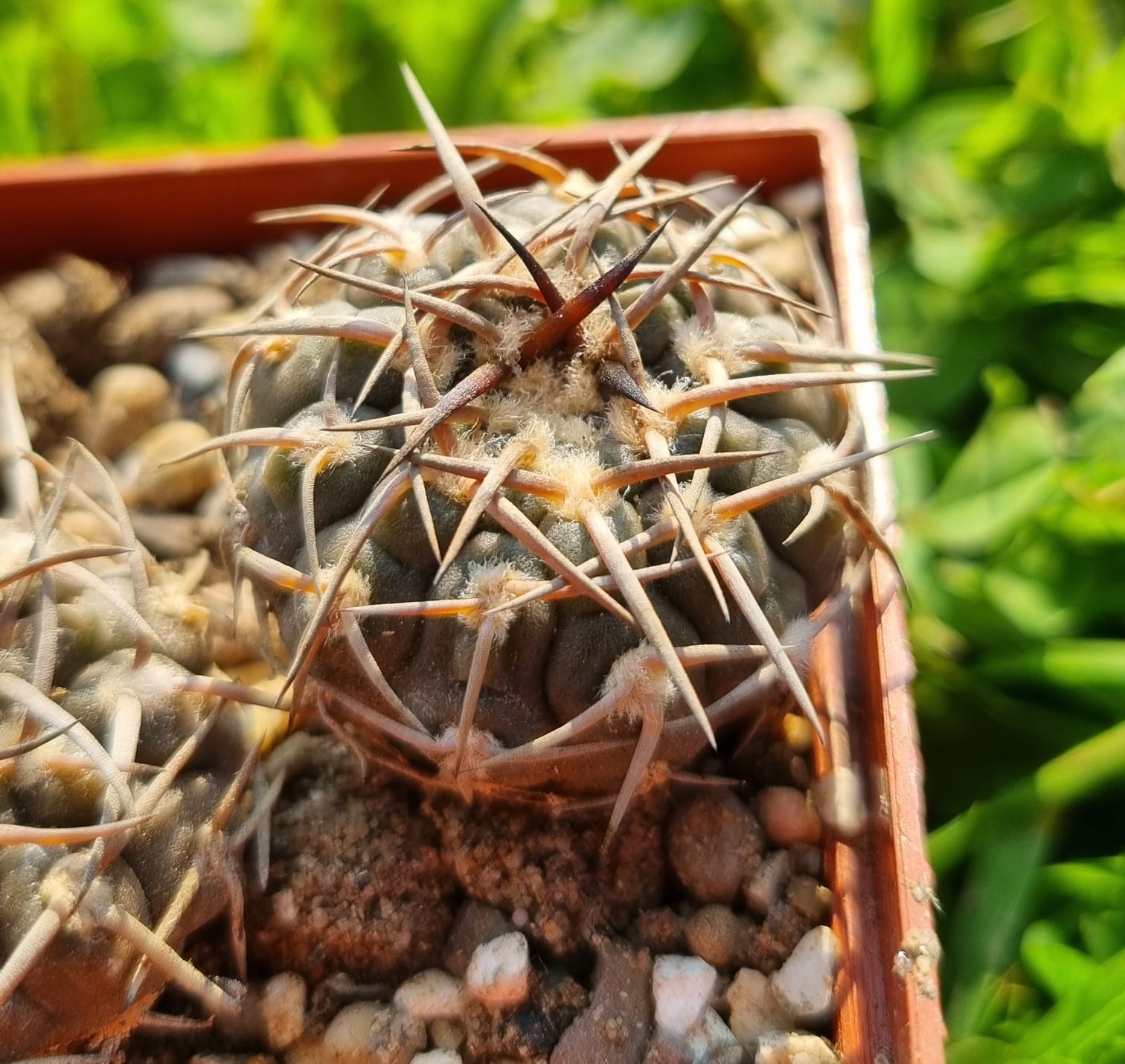 When did christmas cacti enter ireland