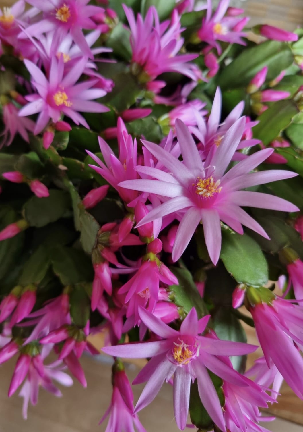 Schlumbergera Gaertneri Cacti Ireland