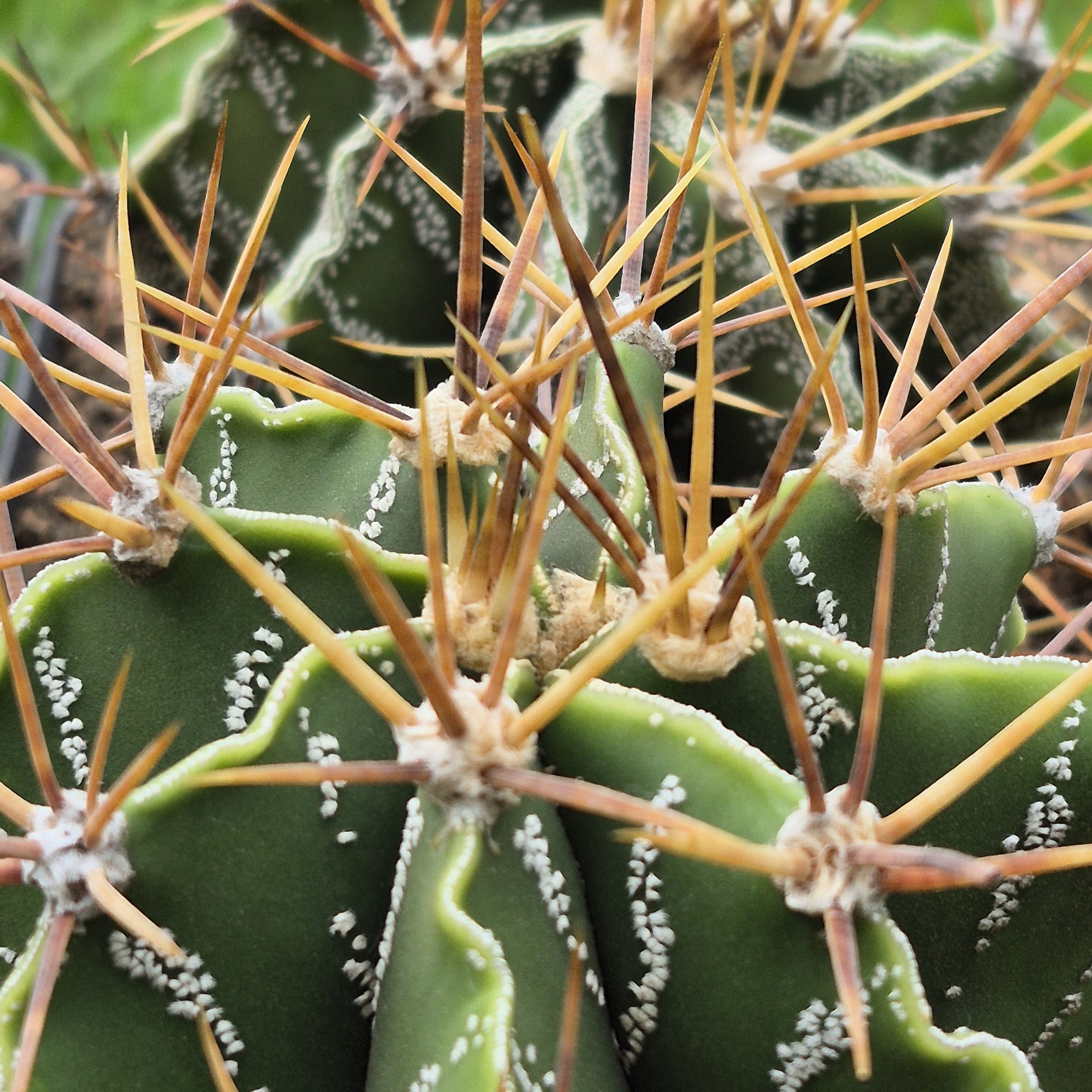 Astrophytum Ornatum - Cacti Ireland
